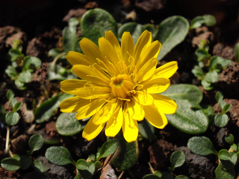 Leontodon pyrenaicus en fleurs dans une pelouse alpine des Pyrénées
